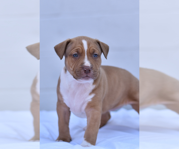 Medium Photo #1 American Bully Puppy For Sale in GOSHEN, KY, USA