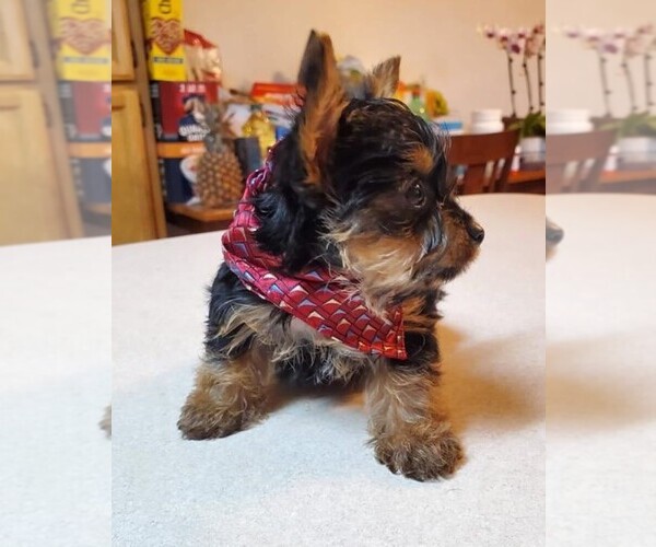 Medium Photo #2 Yorkshire Terrier Puppy For Sale in OAKLAND, CA, USA