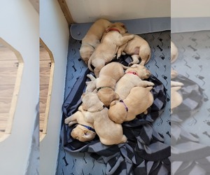 Labrador Retriever Puppy for sale in GLIDE, OR, USA