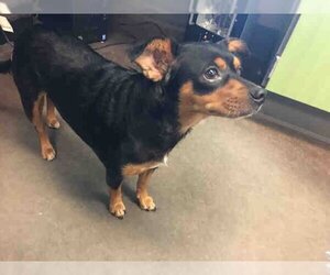 Miniature Pinscher-Unknown Mix Dogs for adoption in Norman, OK, USA