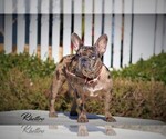 Small Photo #1 French Bulldog Puppy For Sale in VALLEY SPGS, CA, USA