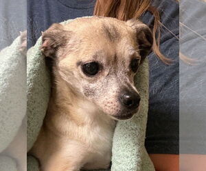Chihuahua-Unknown Mix Dogs for adoption in Virginia Beach, VA, USA
