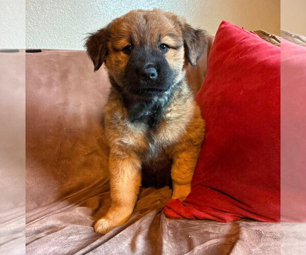 Medium Photo #4 Labrador Retriever-Unknown Mix Puppy For Sale in Canton, CT, USA