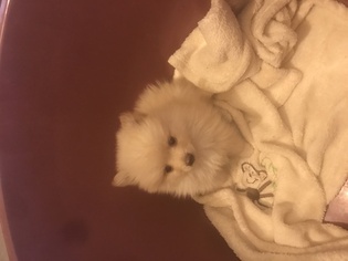 Pomeranian Puppy for sale in LUCERNE VALLEY, CA, USA