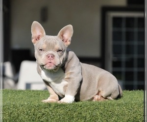 American Bully Puppy for Sale in ANCHORAGE, Alaska USA