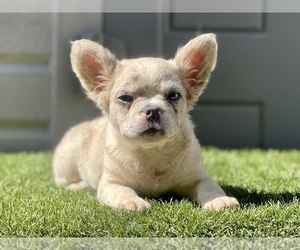 French Bulldog Puppy for sale in KANSAS CITY, MO, USA