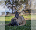 Small Photo #2 Belgian Malinois Puppy For Sale in ALTURAS, CA, USA