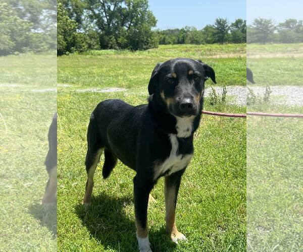 Medium Photo #2 Mutt Puppy For Sale in Pryor, OK, USA