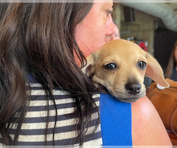 Medium Photo #3 Chihuahua-Unknown Mix Puppy For Sale in Brooklyn Center, MN, USA