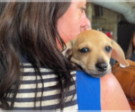 Small #2 Chihuahua Mix
