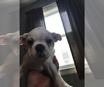 Small Photo #4 Boston Terrier Puppy For Sale in COVENTRY, RI, USA