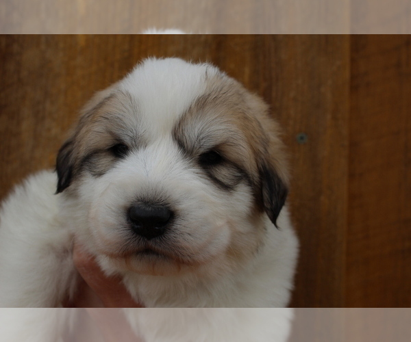 Medium Photo #1 Great Pyrenees Puppy For Sale in MONTICELLO, UT, USA
