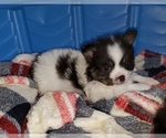 Small Photo #4 Shiranian Puppy For Sale in DINWIDDIE, VA, USA