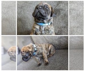 Mastiff Puppy for Sale in RUCKERSVILLE, Virginia USA