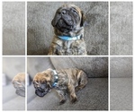 Small Photo #1 Mastiff Puppy For Sale in RUCKERSVILLE, VA, USA
