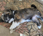 Small Photo #1 Lhasa Apso Puppy For Sale in HESPERIA, CA, USA