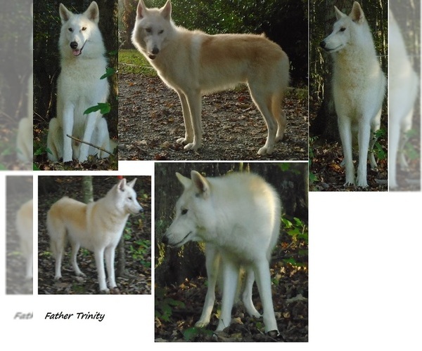 Medium Photo #1 Wolf Hybrid Puppy For Sale in POWELL, TN, USA
