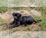 Puppy Diamondpurple Cane Corso