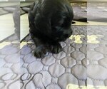 Small Photo #28 Goldendoodle Puppy For Sale in PARKER CITY, IN, USA