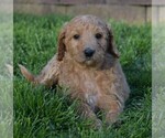 Small Photo #3 Goldendoodle-Poodle (Standard) Mix Puppy For Sale in MILLERSBURG, OH, USA