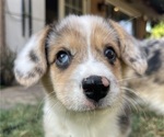 Small Photo #6 American Corgi Puppy For Sale in COLLEGE STATION, TX, USA