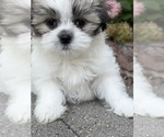 Puppy Roxy Mal-Shi