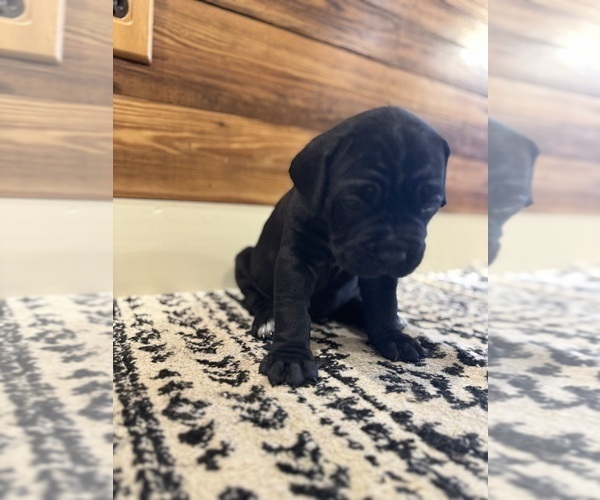 Medium Photo #4 Cane Corso Puppy For Sale in BARBOURSVILLE, VA, USA