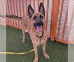 Small Photo #2 German Shepherd Dog-Unknown Mix Puppy For Sale in Las Vegas, NV, USA