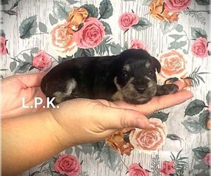 Schnauzer (Miniature) Puppy for sale in WINNSBORO, LA, USA