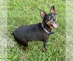 Small #1 Miniature Pinscher
