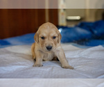 Small Photo #2 Golden Retriever Puppy For Sale in LOS ANGELES, CA, USA