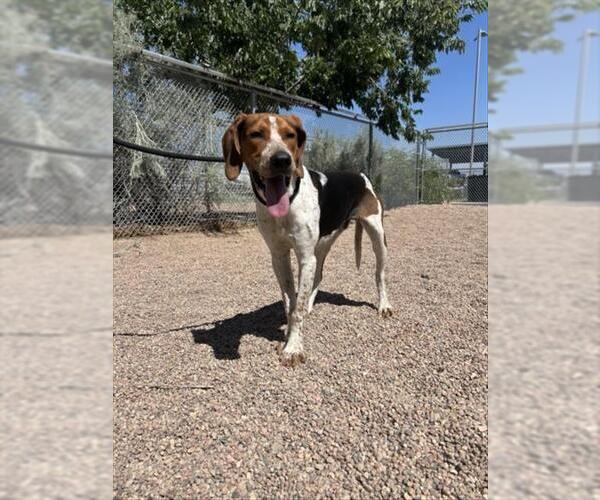 Medium Photo #1 English Coonhound Puppy For Sale in Fort Collins, CO, USA