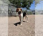 Small English Coonhound