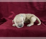Small #1 Golden Retriever