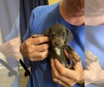 Small #28 Dachshund