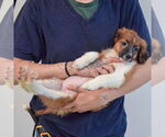 Small #4 Australian Shepherd Mix