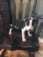 Great Dane Puppy for sale in MONROE, OR, USA