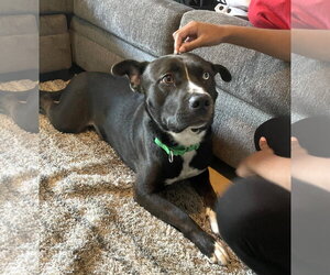 Staffordshire Bull Terrier-Unknown Mix Dogs for adoption in Chandler, AZ, USA