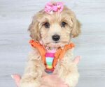 Small Photo #6 Maltipoo Puppy For Sale in LAS VEGAS, NV, USA