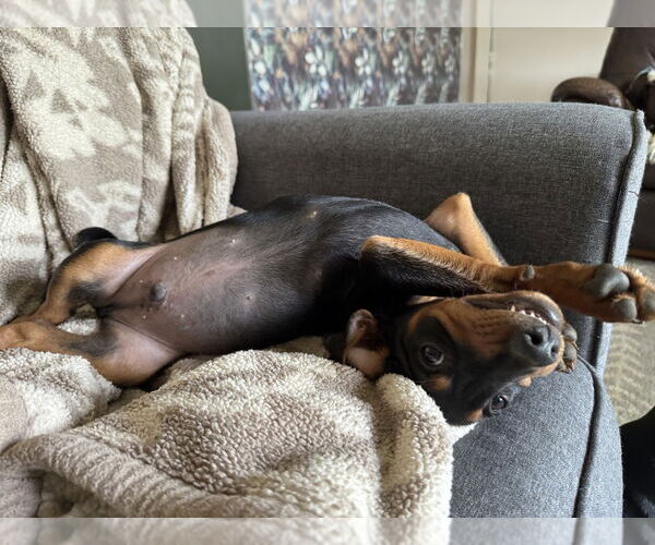 Medium Photo #11 Mutt Puppy For Sale in Evansville, IN, USA