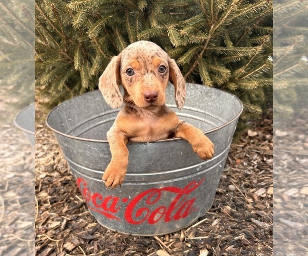 Medium Photo #5 Dachshund Puppy For Sale in MIDDLEBURY, IN, USA