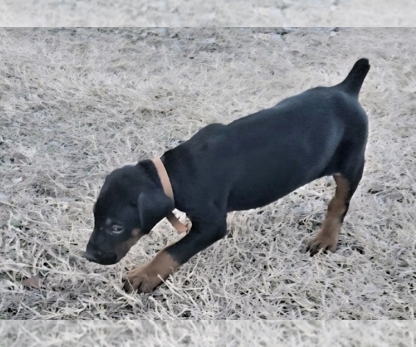 Medium Photo #31 Doberman Pinscher Puppy For Sale in BEGGS, OK, USA