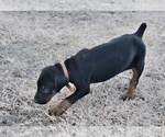Small Photo #31 Doberman Pinscher Puppy For Sale in BEGGS, OK, USA