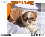 Small #10 Shih Tzu