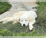 Small #6 Great Pyrenees