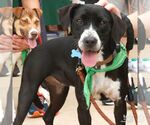 Small Photo #4 Lab-Pointer Puppy For Sale in Washington, DC, USA