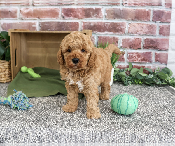 Medium Photo #3 Goldendoodle mix (+ Poodle Standard) Puppy For Sale in SYRACUSE, IN, USA