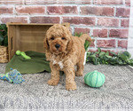 Small #2 Goldendoodle mix (+ Poodle Standard)