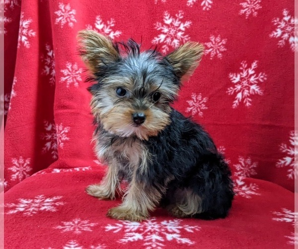 Medium Photo #6 Yorkshire Terrier Puppy For Sale in GLEN ROCK, PA, USA