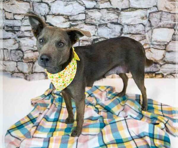 Medium Photo #3 Mutt Puppy For Sale in Kennesaw, GA, USA